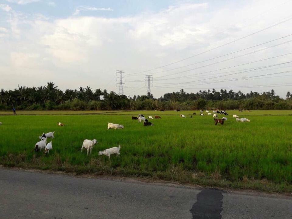 Orchard Villa Melaka Dış mekan fotoğraf